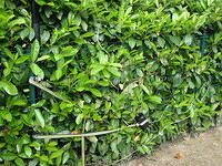 DSC01075